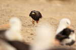 Striated Caracara approaches Black-browed Albatross colony, Falklands