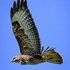 BBR-10-Common Buzzard