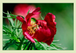Paeonia x hybrida