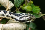 Adder