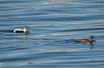 Eiders