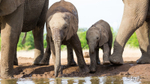 Elephant Baby 23