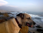 Sea me