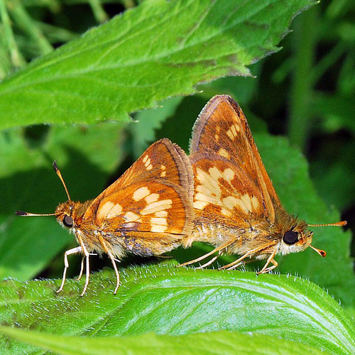 A mating pair of Peck's Skippers.