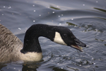 Canada Goose
