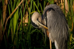 Great Blue Heron _0059