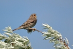 Corn Bunting