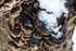 Tree Fungus