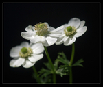 Anemones