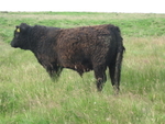 Dakota of Upper Buckna (ET)(M2431)