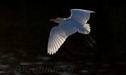 Birds 315