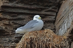 Kittiwake