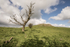 5385 Lan Fawr and trees - spring