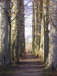 Avenue of Trees