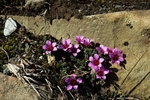 purple saxifrage 2181