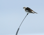 Snow Bunting on car aerial, Jokulsarlon, Iceland