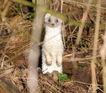 Stoat