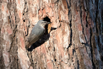 Krupers Nuthatch