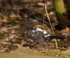 Blackbird