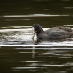 Coot