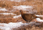Red Grouse