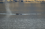 Humpback Whales