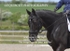 BPP_6594