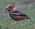 Hawfinch