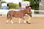 Class 204 - Young Handler portfolio