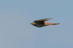 Cuckoo (rufous morph) flying, Otmoor RSPB