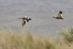 Ruddy-headed Geese flying over tussac grass, Carcass Island, Falklands