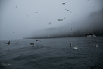 Gannet Cliffs 3
