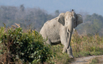 Elephants crossing