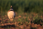 Little Bustard calling front view, Montgai, Spain