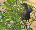 Thrushes & Ouzels portfolio