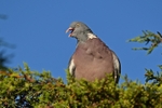 Woodpigeon