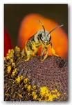 1731 bee