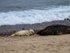 Atlantic Grey Seal