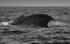 Blue Whale Fluke, Pico Island, Azores
