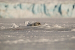 Baby seal 0281