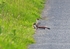 Stoats