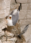 Kittiwake