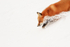 Red Fox running down slope, Churchill, Canada