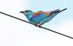 European Roller