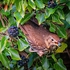 BBG-12-Thrush with berry, Dunollie Castle, Oban, Argyll