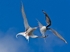 Artic Tern Aggression
