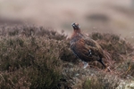Red Grouse Jan 2018