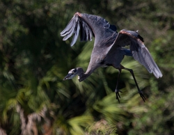 Great Blue Heron _0079
