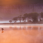 The Oystercatcher