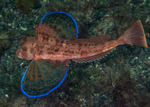 Chelidonichthys lastoviza